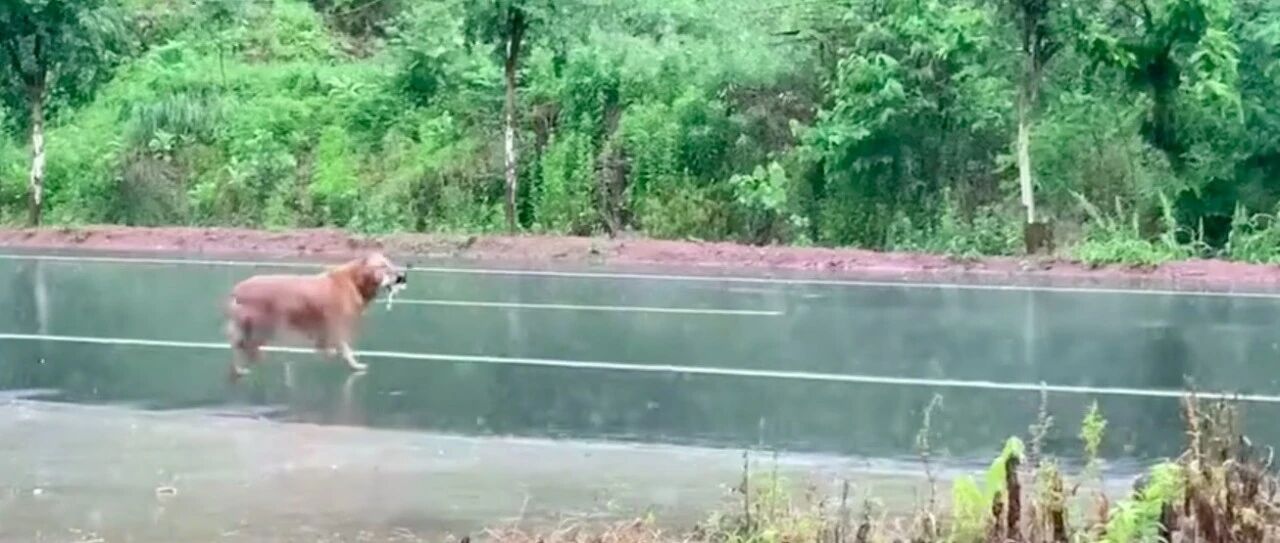 金毛走丢后在雨中哭泣，哀嚎声让人心酸，后因乌龙事件再次被遗弃