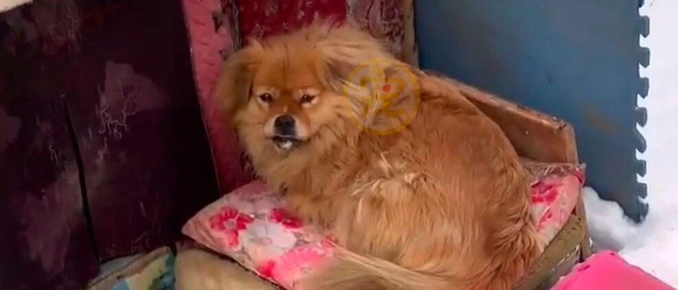 辽宁版忠犬八公，主人已去世5年，狗狗依然在小区车棚里默默待！