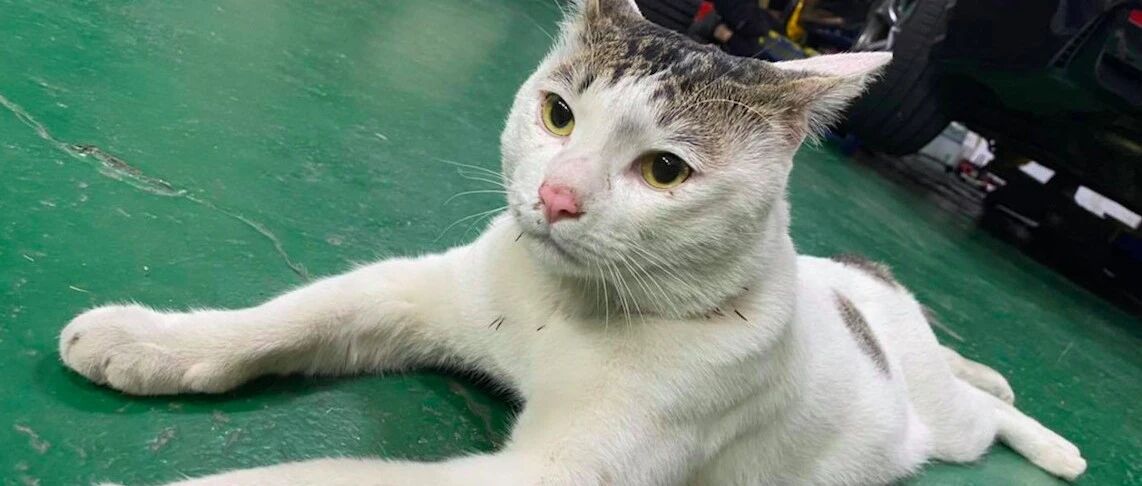 家猫被撞死了，主人伤心欲绝将它埋了，回家发现它竟起死回生了？