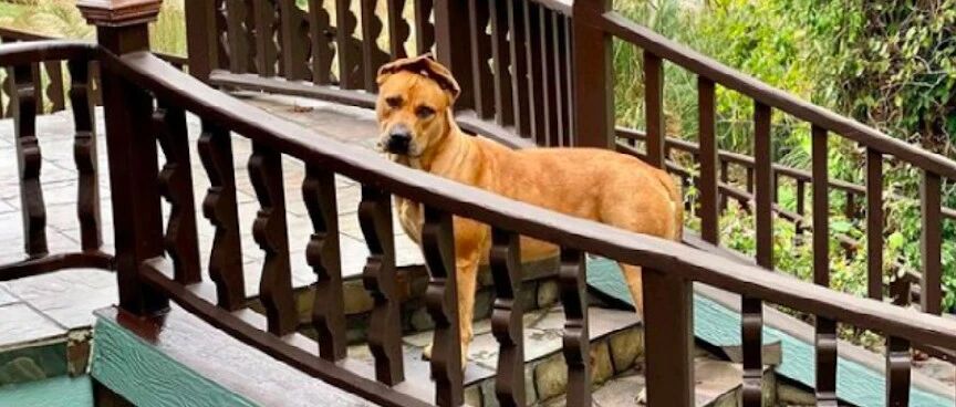 流浪狗有双特殊的耳朵，男子为追求它坚持了一年，终抱得美人归！