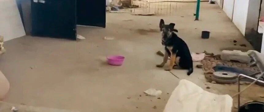 德牧被当成看门狗，脸上患皮肤病发炎了也不去医治，任由自生自灭