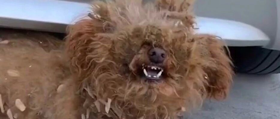 流浪泰迪对路人很警惕，但看到他有车马上变乖乖狗，太现实了吧？