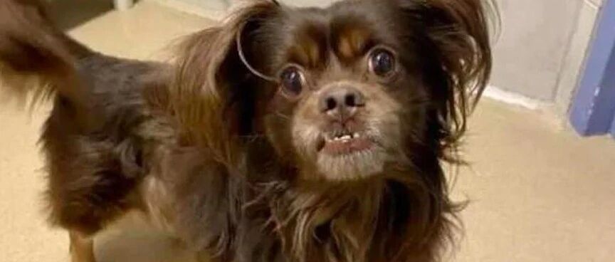 泰迪在走丢两年后，主人竟在电视上看见找回了它，简直就是个奇迹