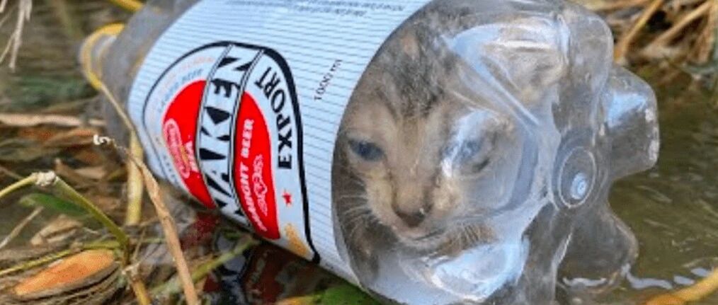 一只被人塞进瓶子里的猫，男子假装偶遇救了它，其实是为了拍视频