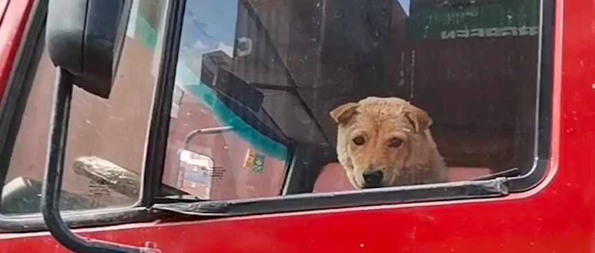 网红狗因没栓绳走丢，曾经有人好心提醒主人，他却侥幸又盲目自信