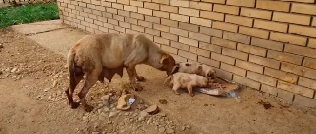 狗妈为照顾孩子，一改软弱性格去抢食，罹患肿瘤仍坚持到最后一刻
