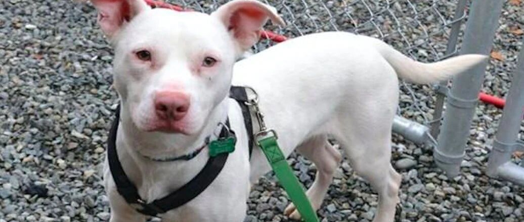 耳聋比特犬将被安乐死，幸运被救出后，逆袭成为一只出色缉毒犬！