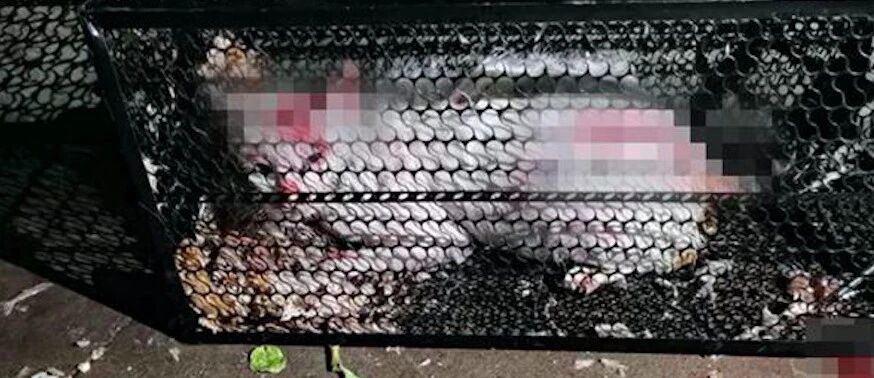 残忍！怀孕猫咪因偷吃了香肠，被男子用开水浇，4只小猫腹死胎中