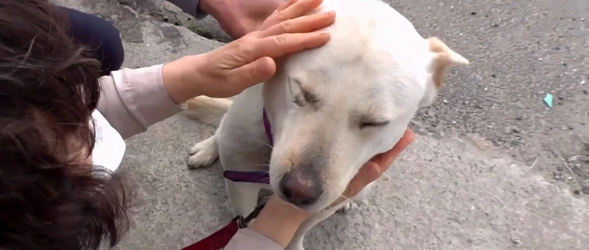 狗狗被送养后挣脱铁链跑丢，9天后出现在家门口，瘦得只剩皮包骨