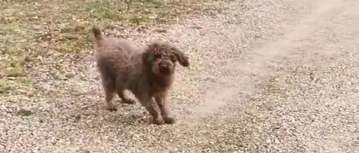 一只价值10万的狗，外形酷似泰迪，却拥有机器都替代不了的技能