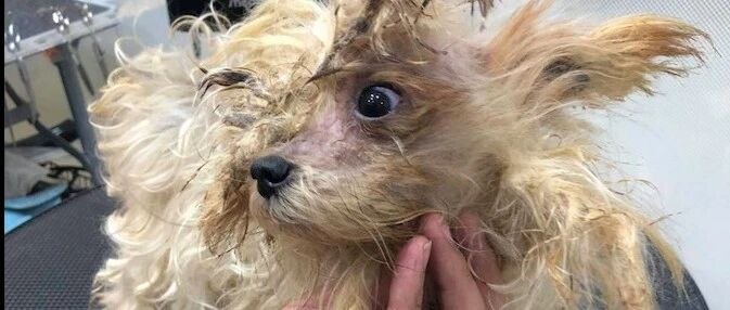 男子荒唐遗弃养了9年的狗，美容师精心照顾让它重生，变成白天使