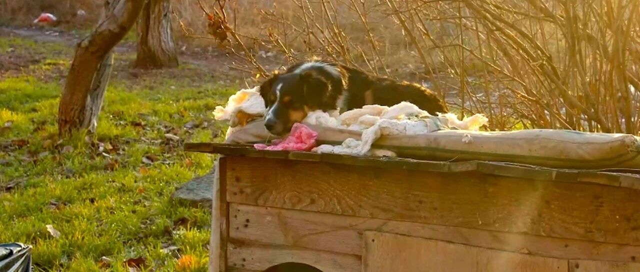 在战争中被遗弃的宠物狗，独守空房等待主人归来，却不知遥遥无期