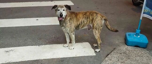 在垃圾站徘徊的狗，对食物不感兴趣，只为了等一位来扔垃圾的男子