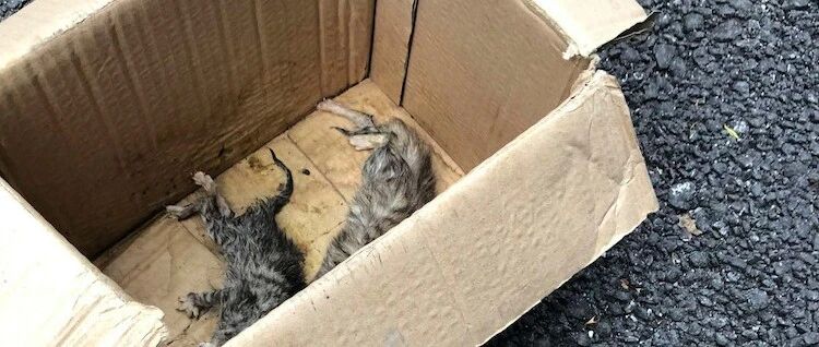 狗狗不断从外面捡流浪猫回来，单纯想喂饱它们，只因它也曾流浪过