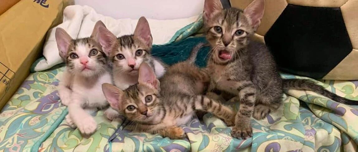 猫咪出现新品种，可爱又接地气的“菜短”，名字背后却透着无奈！