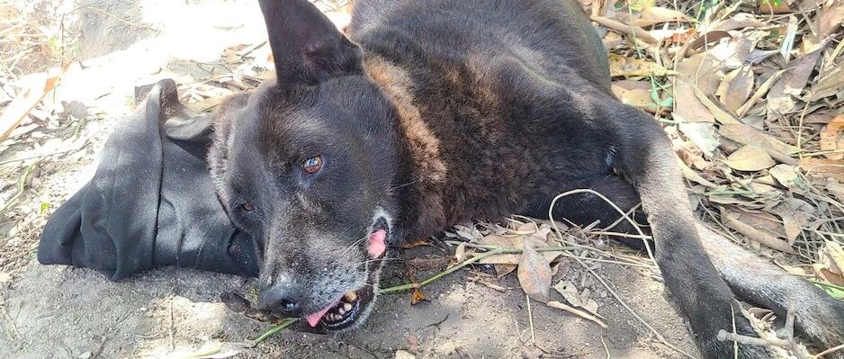 ​守了十几年田地的狗，最后眼睁睁看着主人挖坑要埋它，它有多伤心