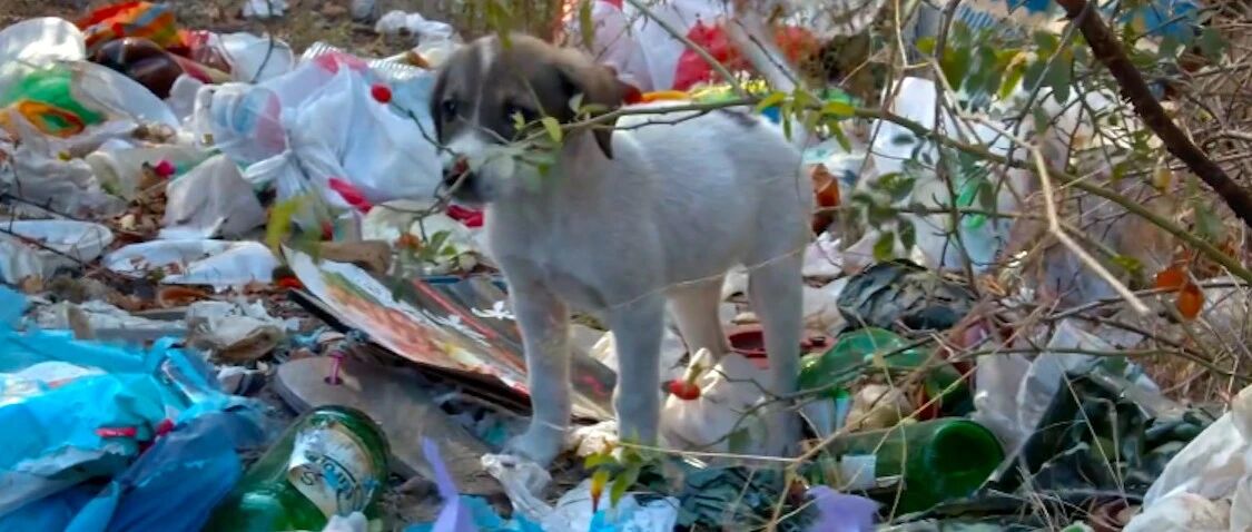 小狗在垃圾堆里找吃的，碰巧路过的夫妻瞥见了它，从此改变它一生