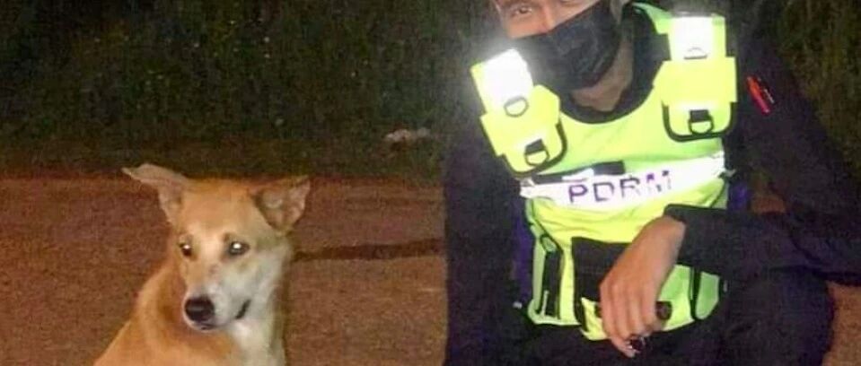 ​流浪狗陪警员们站了半年岗，只是为了感恩，不料却被攻击身受重伤