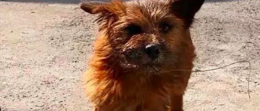 狗狗吠叫遭投诉，男子无可奈何暴力解决，用钓鱼线拴住了它的嘴巴