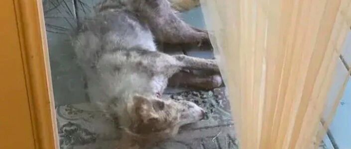 流浪狗只是路过门口乘凉，不仅皮肤病被治愈，还幸运被房主收养了