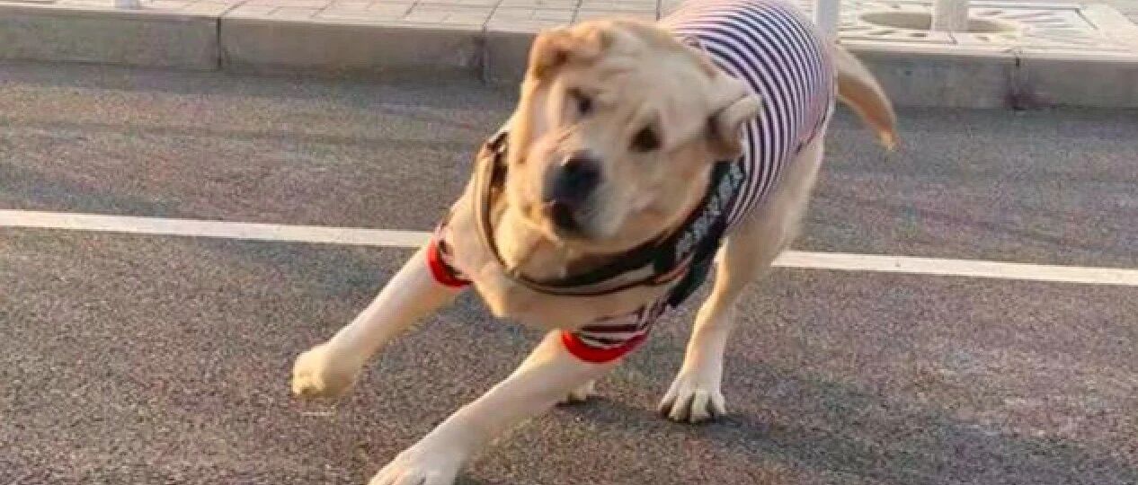 中国大爷特别的遛狗方式，让拉布拉多都跪地求饶，脱缰野马变成猪