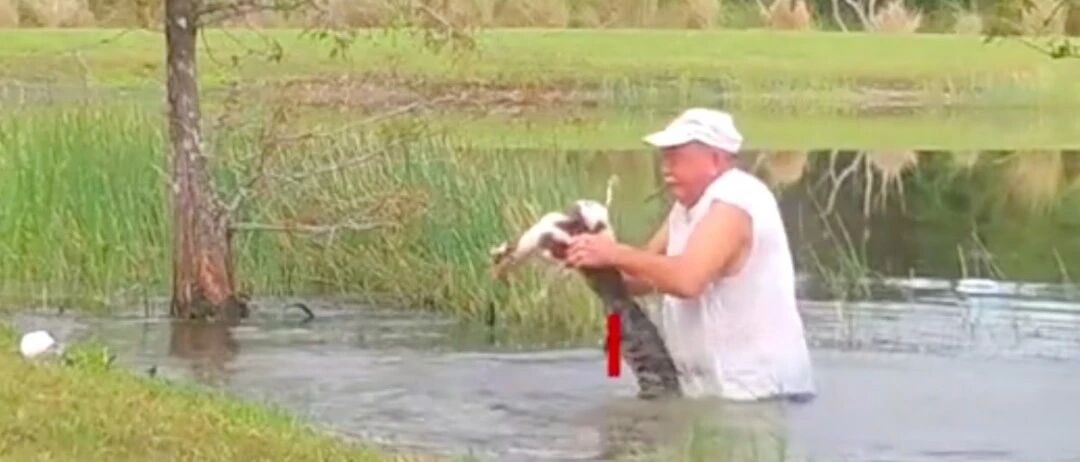 狗狗被鳄鱼拖进水里，大爷徒手掰开鳄鱼嘴施救，如今它成为了警犬