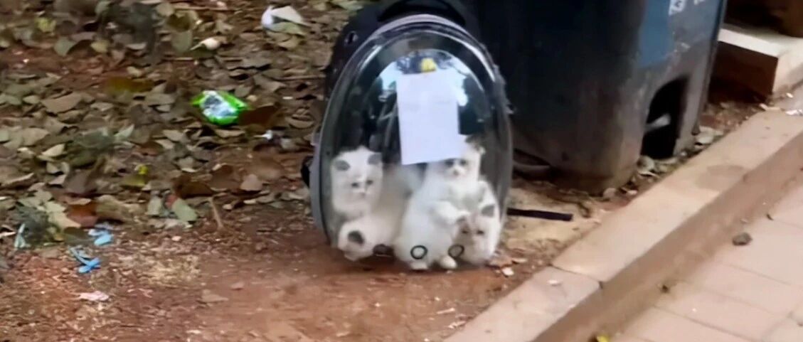 一群布偶猫被扔在垃圾堆，身价起码上万，钱太多还是有难言之隐？