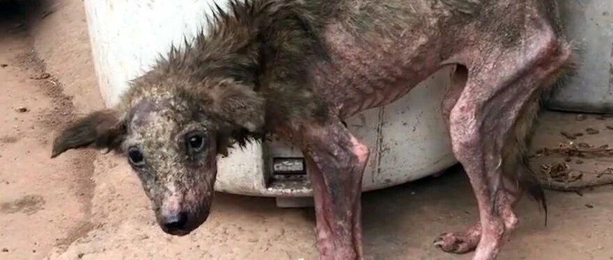 患病流浪狗误闯院子，却打开了自己幸福之门，一个月后如获新生！