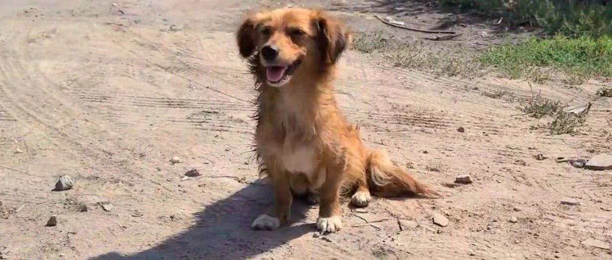 狗妈亲眼见到孩子被捂死，陷入巨大的痛苦之中，凶手却没有被严惩