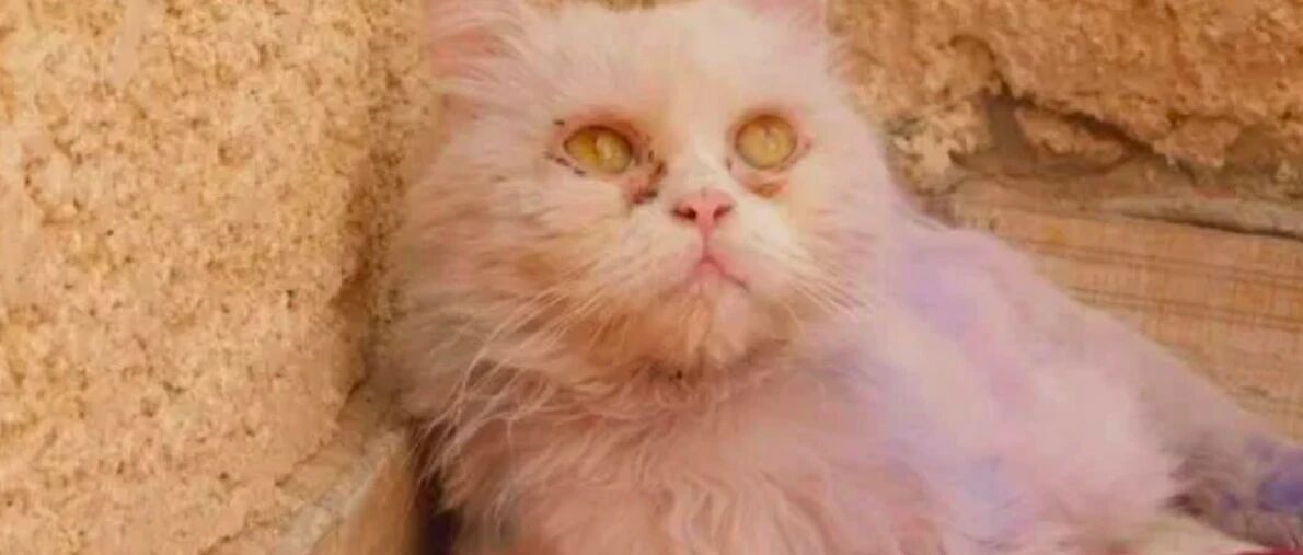 白色猫被少年染成了蓝紫色，还发到网上炫耀，被救10个月后仍抑郁