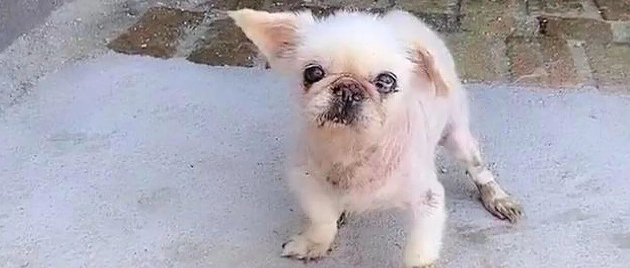 走丢半年的京巴犬，竟出现在2千公里以外城市，它的经历一波三折