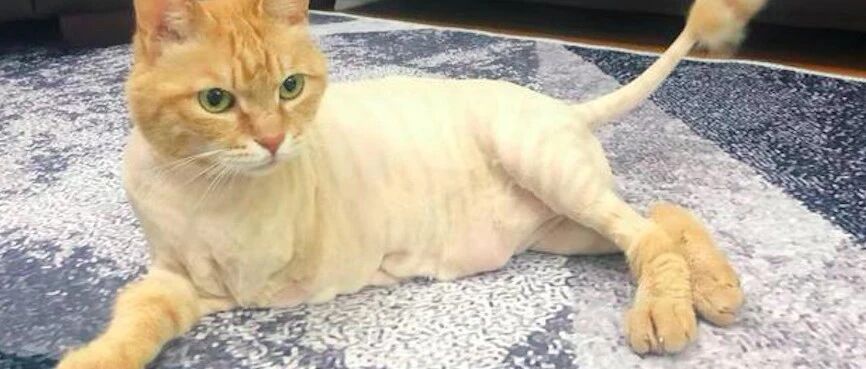 流浪猫遭遇车祸被截肢，后来竟成电影明星，一切离不开主人的鼓励