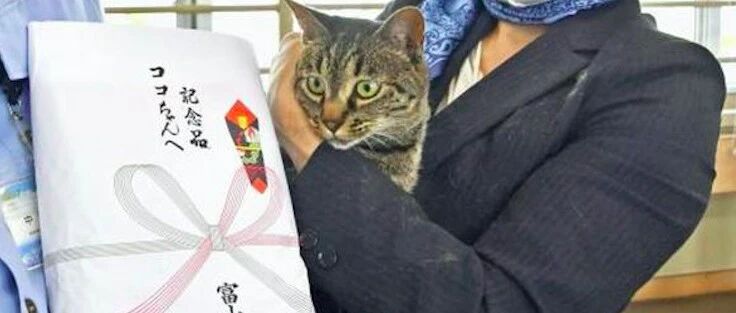 老人意外跌进沟里，猫咪发现后朝路人大叫求助，事后被警察表彰！