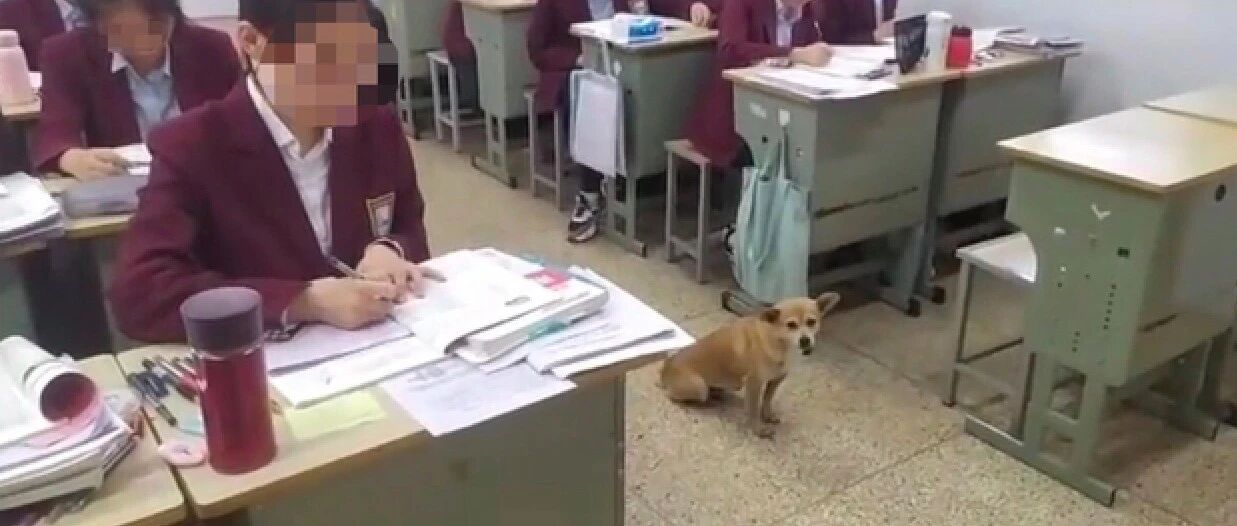 生活在校园15年的流浪狗，年年都被迫留级，只因一高考就把它禁闭