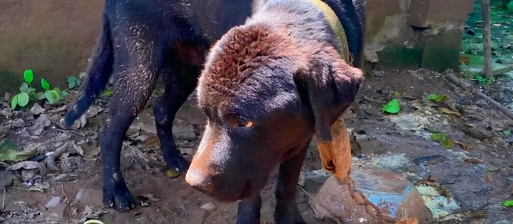 拉布拉多被安排看猪圈，每天只能喝一碗馊粥，病重后才送给好心人