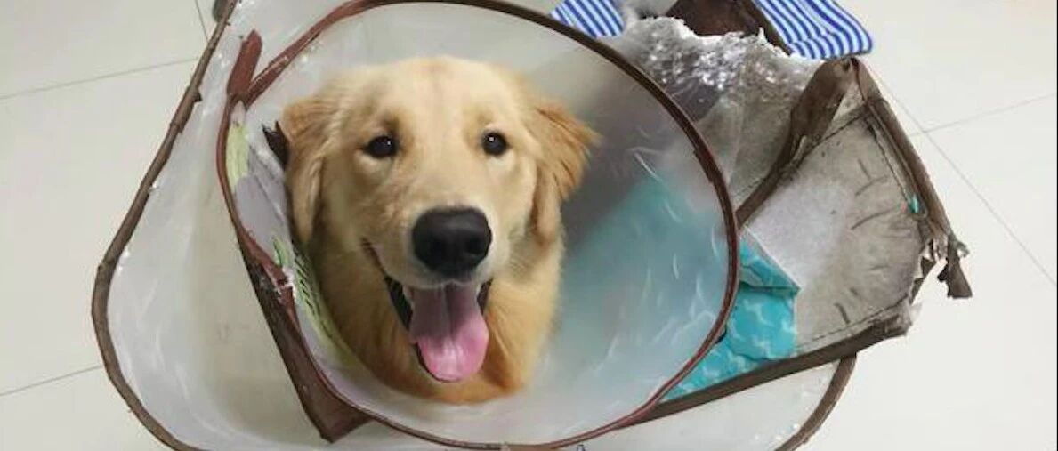 金毛一岁前就接连住院3次，主人花3万治病照顾它，称一切都值得！