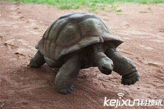 世界最长寿动物大盘点 第一名长生不老