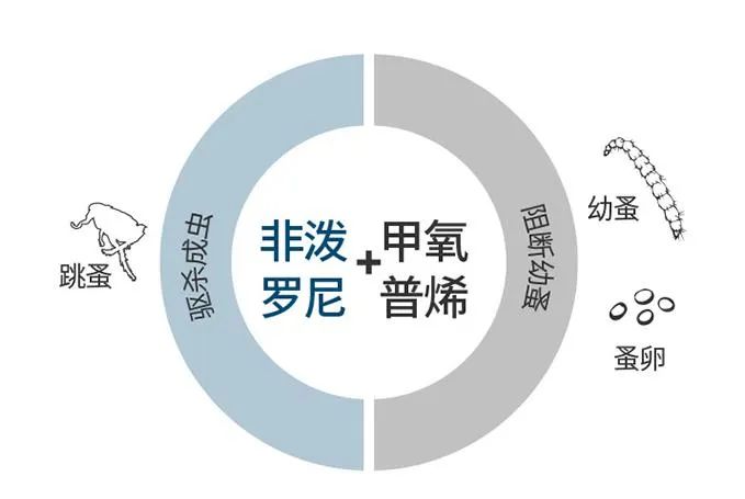 我家貓身上沒蟲子，還需要驅蟲嗎？ 寵物 第8張