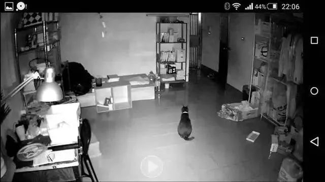 監控器拍下獨自在家的貓，主人看完居然要丟貓了？！ 萌寵 第5張
