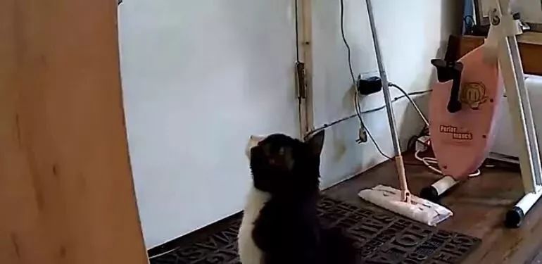 監控器拍下獨自在家的貓，主人看完居然要丟貓了？！ 萌寵 第4張