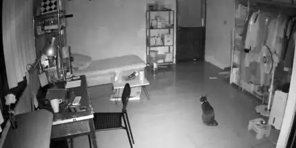 監控器拍下獨自在家的貓，主人看完居然要丟貓了？！ 萌寵 第6張
