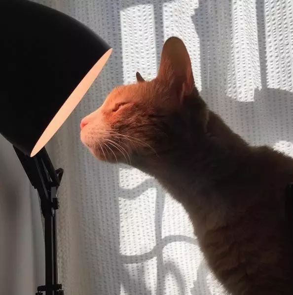 十岁的流浪老猫被领养后,短短半年变化翻天覆地!-微信头条网 十岁的流浪老猫被领养后,短短半年变化翻天覆地!