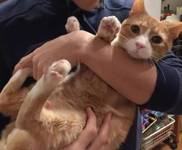 十岁的流浪老猫被领养后,短短半年变化翻天覆地!-微信头条网 十岁的流浪老猫被领养后,短短半年变化翻天覆地!