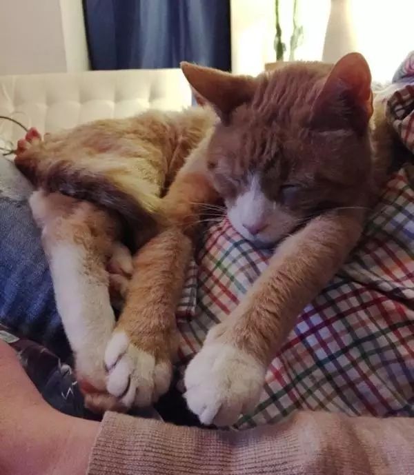 十岁的流浪老猫被领养后,短短半年变化翻天覆地!-微信头条网 十岁的流浪老猫被领养后,短短半年变化翻天覆地!