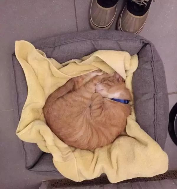 十岁的流浪老猫被领养后,短短半年变化翻天覆地!-微信头条网 十岁的流浪老猫被领养后,短短半年变化翻天覆地!