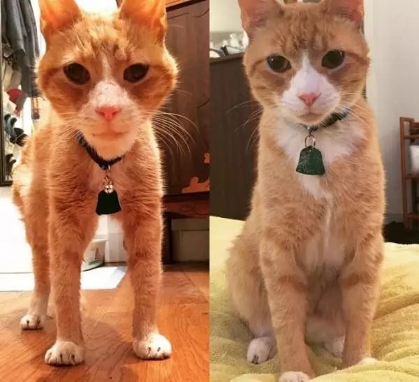 十岁的流浪老猫被领养后,短短半年变化翻天覆地!-微信头条网 十岁的流浪老猫被领养后,短短半年变化翻天覆地!