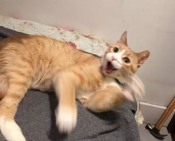 十岁的流浪老猫被领养后,短短半年变化翻天覆地!-微信头条网 十岁的流浪老猫被领养后,短短半年变化翻天覆地!