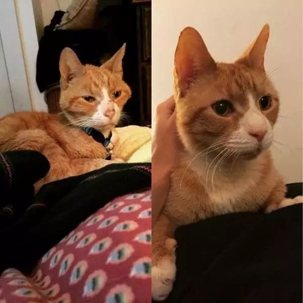 十岁的流浪老猫被领养后,短短半年变化翻天覆地!-微信头条网 十岁的流浪老猫被领养后,短短半年变化翻天覆地!