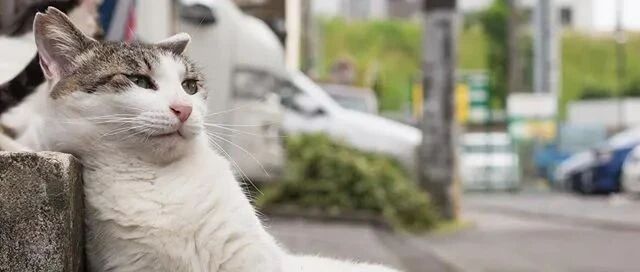 专拍流浪猫“丑照”4年，被无数网友围观的岛国摄影师！