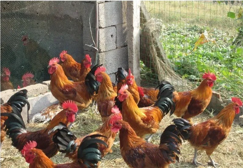 夏季養散養柴雞必須要知道的4個要點